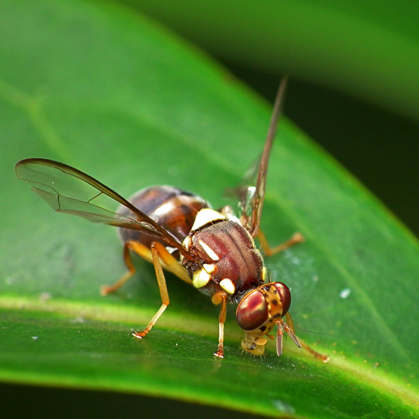 Searles How to control Fruit Fly Damage on citrus and fruit trees